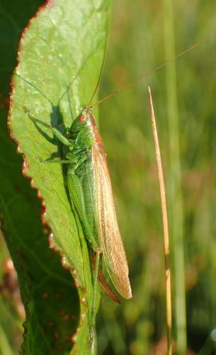 Réf. 270 512 : Conocephalus dorsalis